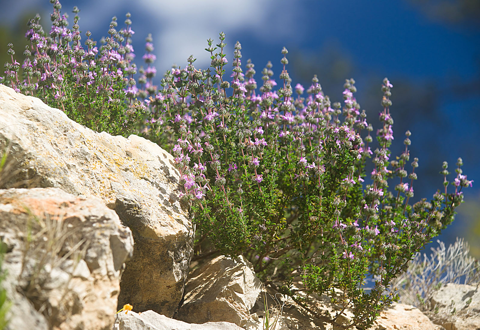 Satureja thymbra, savory of Crete in bloom in a rock garden