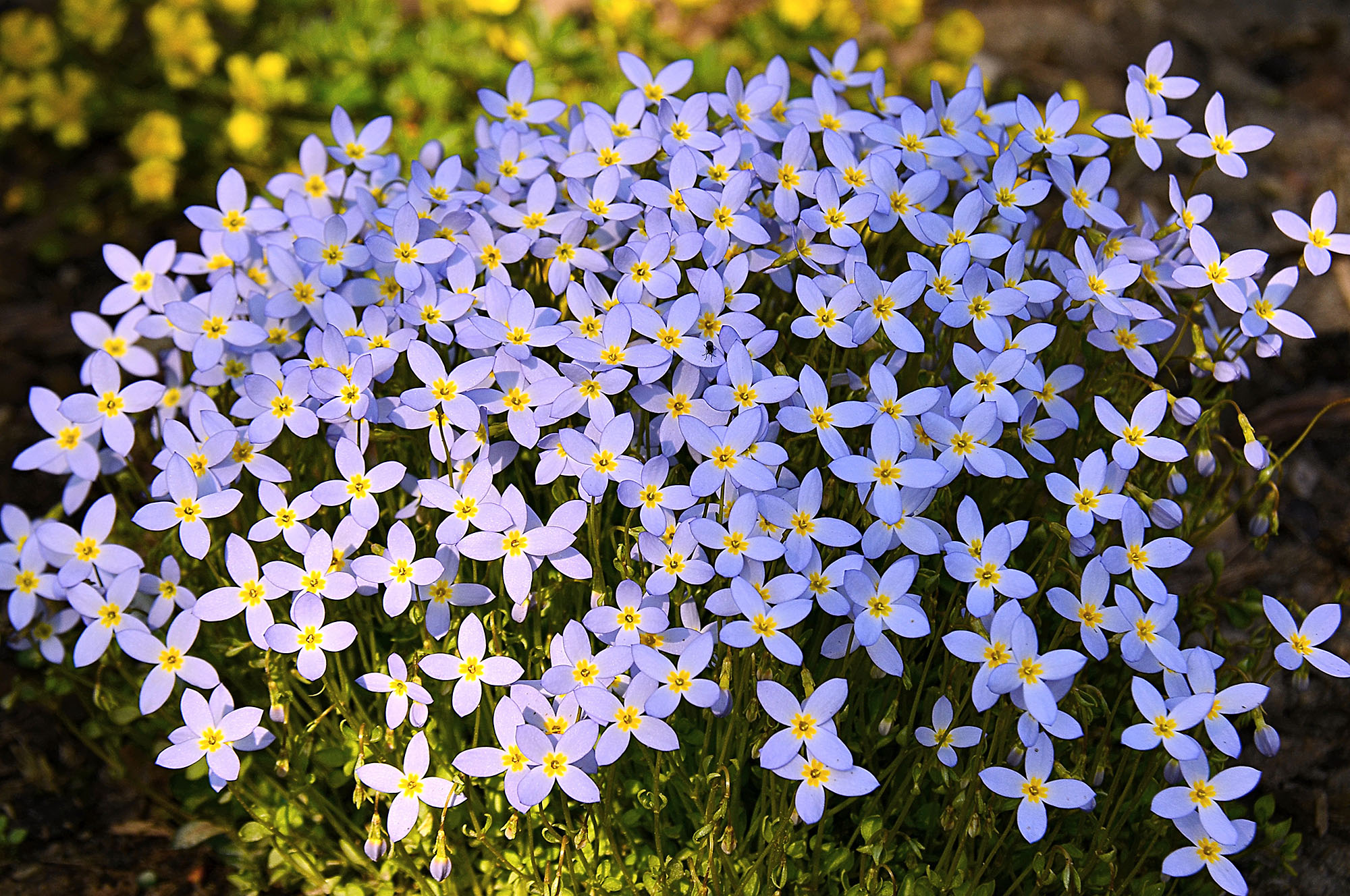 36A. Tanulj a legjobbaktól – Kis Szent Teréz - kékpárna virág