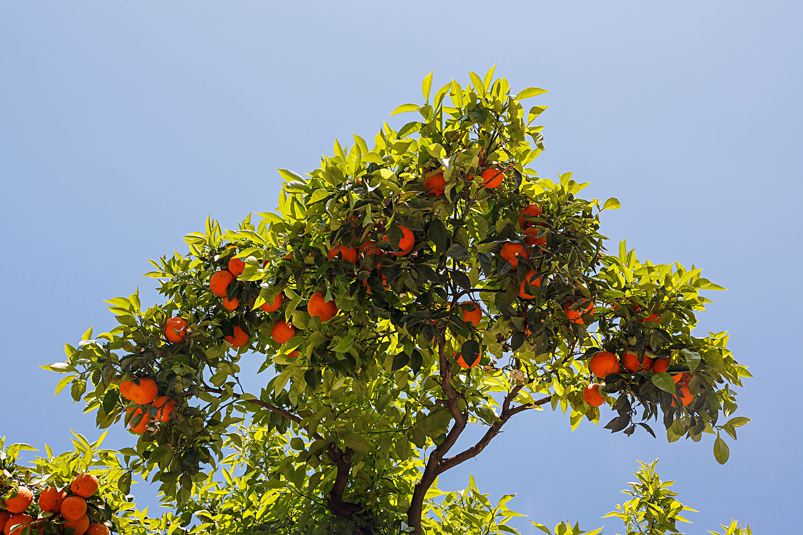 fresh oranges on tree